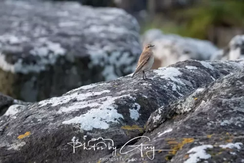 27 & 28 Sept 2025 : Arran, Scotland - Wheatear