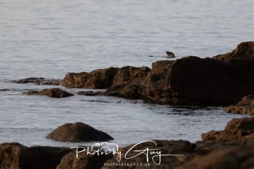 27 & 28 Sept 2025 : Arran, Scotland - Heron