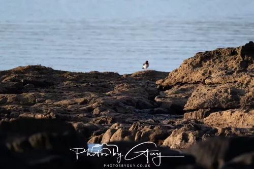 27 & 28 Sept 2025 : Arran, Scotland - Heron