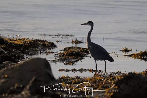 27 & 28 Sept 2025 : Arran, Scotland - Heron