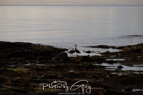 27 & 28 Sept 2025 : Arran, Scotland - Heron