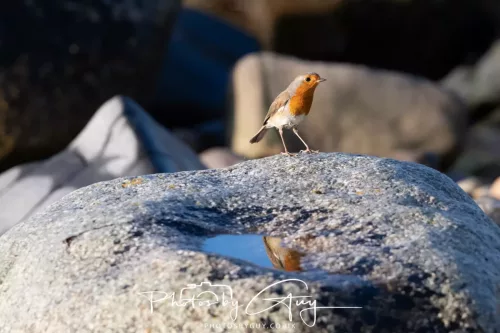 27 & 28 Sept 2025 : Arran, Scotland - Robin