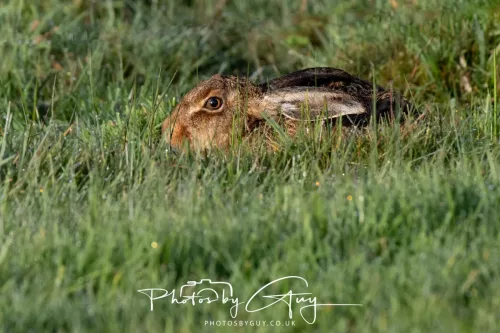 27 & 28 Sept 2025 : Arran, Scotland - Hare