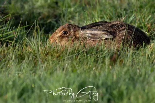 27 & 28 Sept 2025 : Arran, Scotland - Hare
