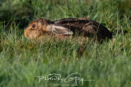 27 & 28 Sept 2025 : Arran, Scotland - Hare