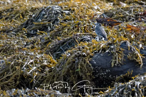 27 & 28 September 2025 : Arran, Scotland -Pied Wagtail