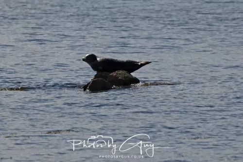 27 & 28 September 2025 : Arran, Scotland - Harbour Seal