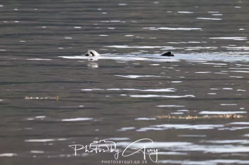 27 & 28 September 2025 : Arran, Scotland - Harbour Seal