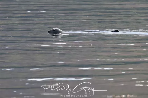 27 & 28 September 2025 : Arran, Scotland - Harbour Seal