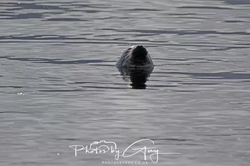 27 & 28 September 2025 : Arran, Scotland - Harbour Seal