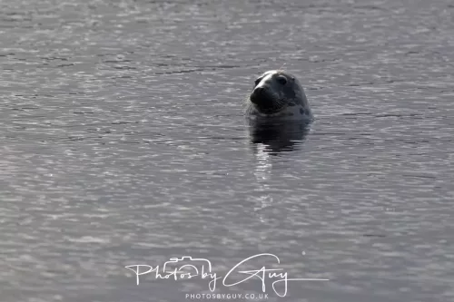 27 & 28 September 2025 : Arran, Scotland - Harbour Seal