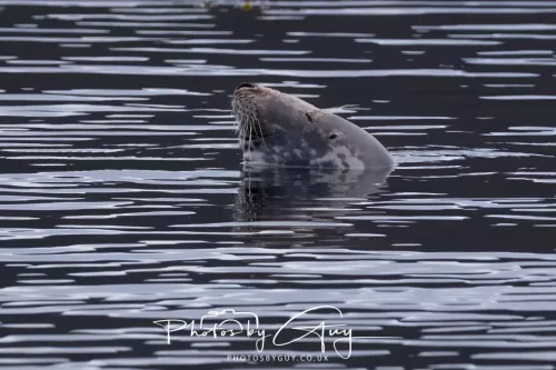 27 & 28 September 2025 : Arran, Scotland - Harbour Seal