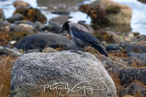 27 & 28 September 2025 : Arran, Scotland - Hooded Crow
