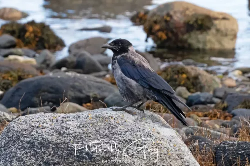27 & 28 September 2025 : Arran, Scotland - Hooded Crow