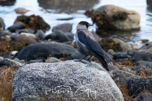 27 & 28 September 2025 : Arran, Scotland - Hooded Crow