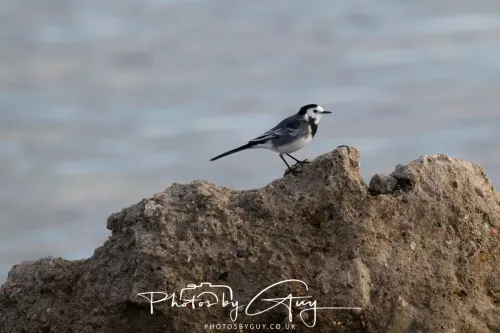 _BAD799027 & 28 September 2025 : Arran, Scotland - Pied Wagtail