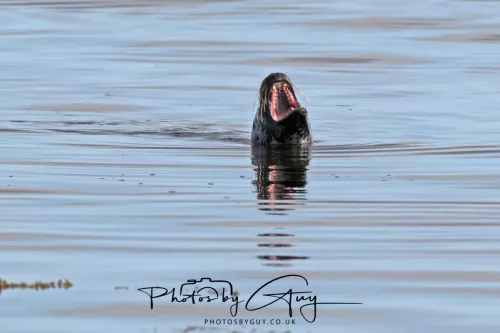 27 & 28 September 2025 : Arran, Scotland - Harbour Seal