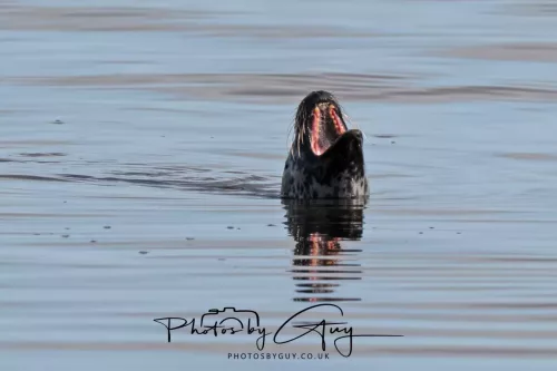 27 & 28 September 2025 : Arran, Scotland - Harbour Seal