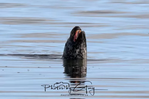 27 & 28 September 2025 : Arran, Scotland - Harbour Seal