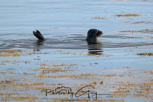 27 & 28 September 2025 : Arran, Scotland - Harbour Seal