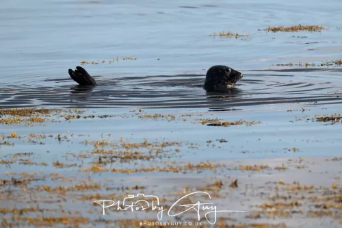 27 & 28 September 2025 : Arran, Scotland - Harbour Seal