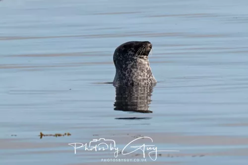 27 & 28 September 2025 : Arran, Scotland - Harbour Seal