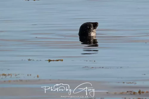 27 & 28 September 2025 : Arran, Scotland - Harbour Seal