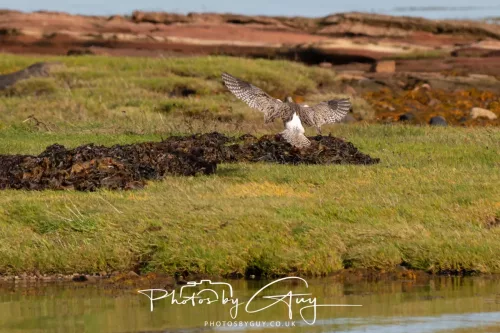 27 & 28 September 2025 : Arran, Scotland - Curlew