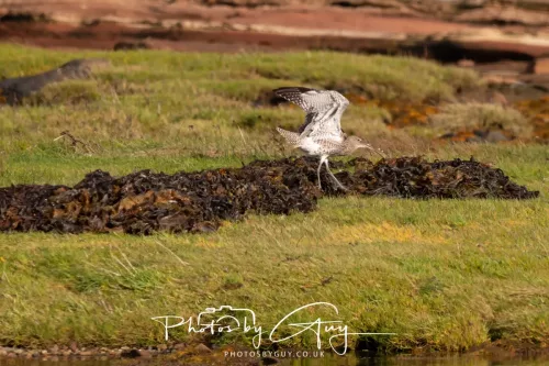 27 & 28 September 2025 : Arran, Scotland - Curlew