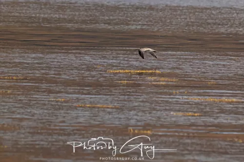 27 & 28 September 2025 : Arran, Scotland - Curlew