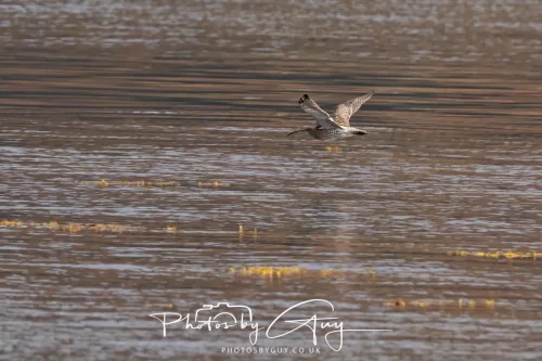 27 & 28 September 2025 : Arran, Scotland - Curlew