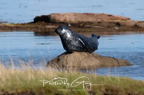 27 & 28 September 2025 : Arran, Scotland - Harbour Seal