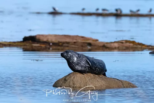 27 & 28 September 2025 : Arran, Scotland - Harbour Seal
