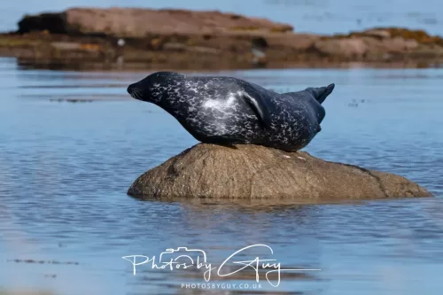 27 & 28 September 2025 : Arran, Scotland - Harbour Seal