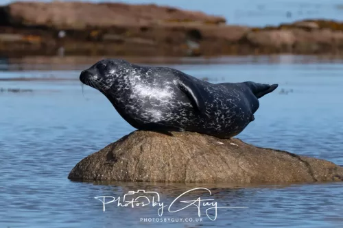 27 & 28 September 2025 : Arran, Scotland - Harbour Seal