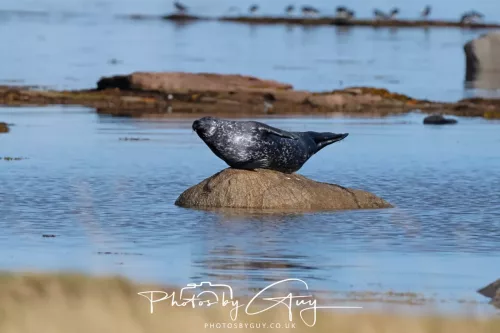 27 & 28 September 2025 : Arran, Scotland - Harbour Seal