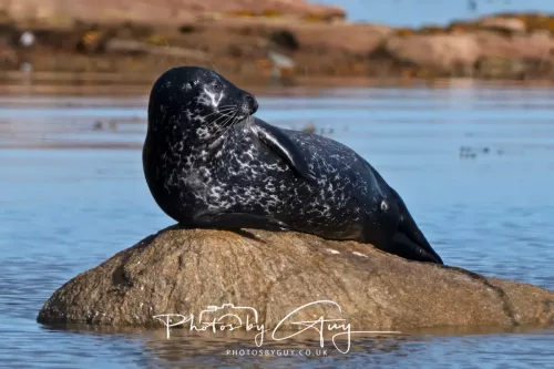 27 & 28 September 2025 : Arran, Scotland - Harbour Seal