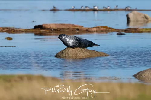 27 & 28 September 2025 : Arran, Scotland - Harbour Seal