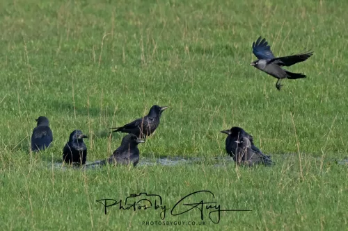 06 November 2025- Parkside, Cleator Moor, Cumbria- jackdaws