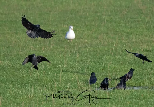 06 November 2025- Parkside, Cleator Moor, Cumbria- jackdaws