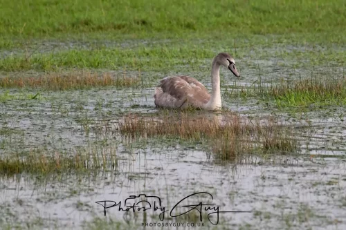 06 November 2025- Parkside, Cleator Moor, Cumbria- Mute Swans Cygnets
