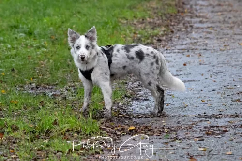 06 November 2025- Parkside, Cleator Moor, Cumbria- Border Collie Merle puppy