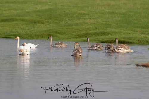 06 November 2025- Parkside, Cleator Moor, Cumbria- Mute Swans Cygnets
