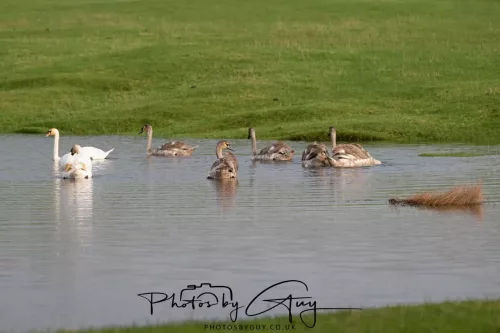 06 November 2025- Parkside, Cleator Moor, Cumbria- Mute Swans Cygnets