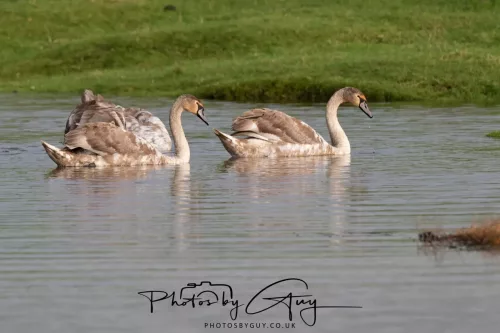06 November 2025- Parkside, Cleator Moor, Cumbria- Mute Swans Cygnets