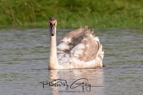 06 November 2025- Parkside, Cleator Moor, Cumbria- Mute Swans Cygnets
