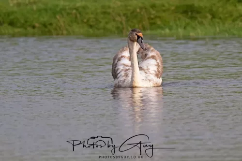 06 November 2025- Parkside, Cleator Moor, Cumbria- Mute Swans Cygnets