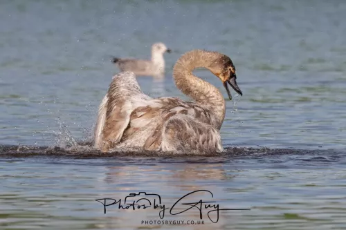 06 November 2025- Parkside, Cleator Moor, Cumbria- Mute Swans Cygnets