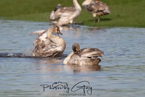 06 November 2025- Parkside, Cleator Moor, Cumbria- Mute Swans Cygnets
