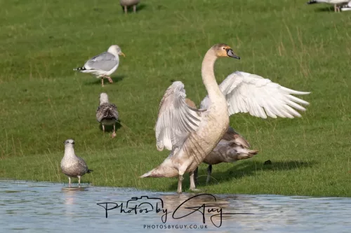 06 November 2025- Parkside, Cleator Moor, Cumbria- Mute Swans Cygnets